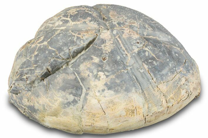 Cretaceous Sea Urchin (Macraster) Fossil - Texas #287359